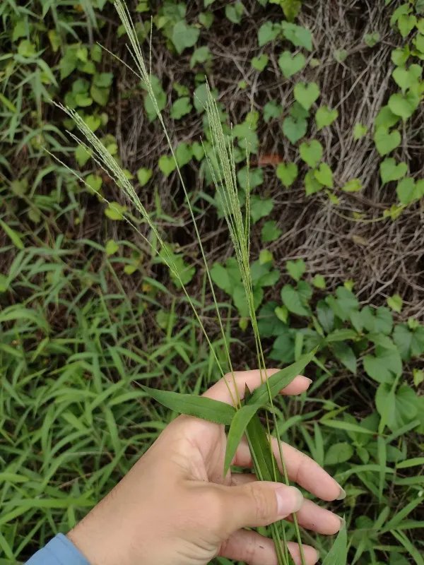 Velvet crabgrass