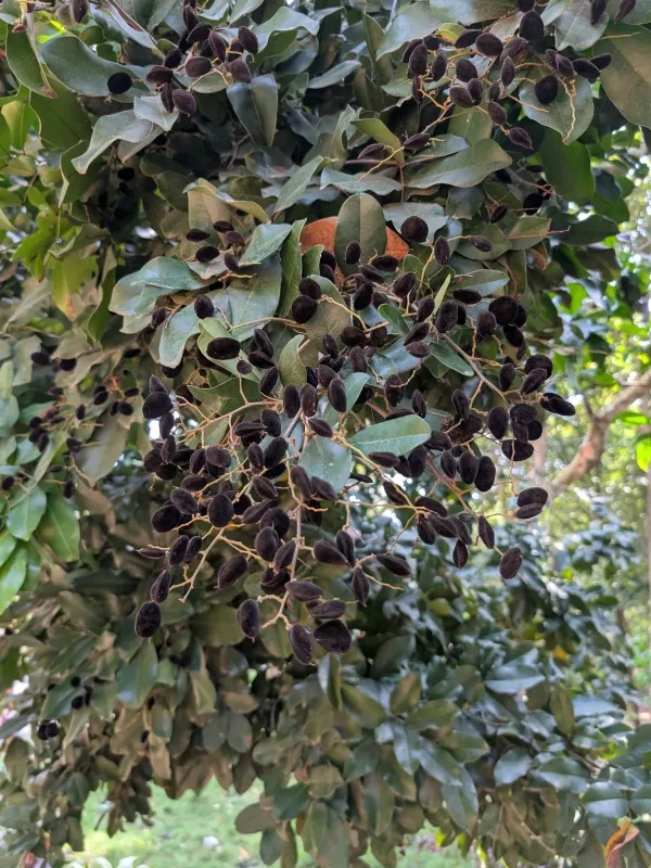 Dialium guineense