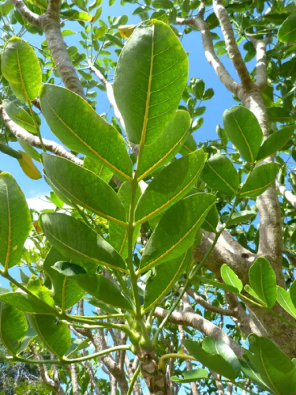Polyscias cutispongia
