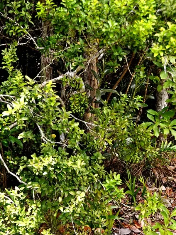Grangeria borbonica