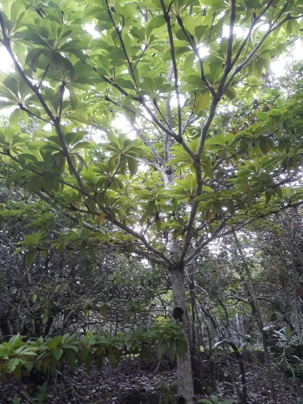 Terminalia bentzoe