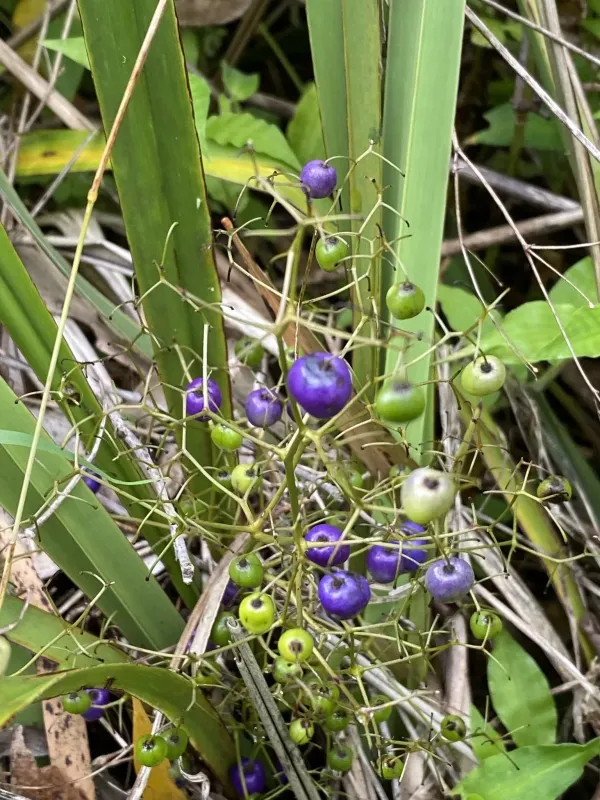 Dianella brevipedunculata