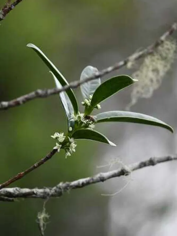 Melicope borbonica