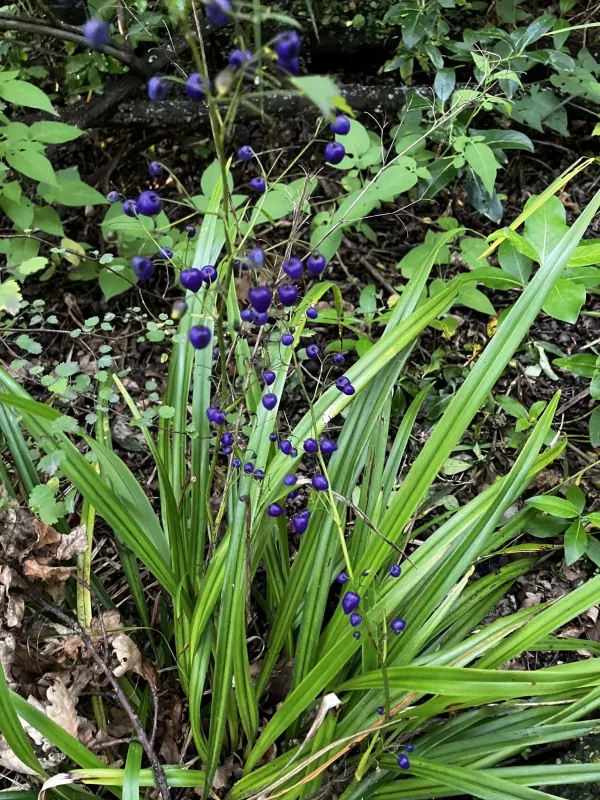 Black-anther flax-lily