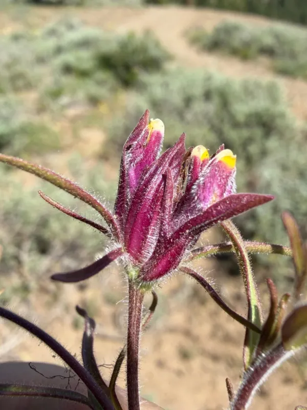 Cordylanthus capitatus