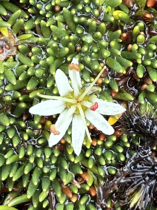 Donatia fascicularis