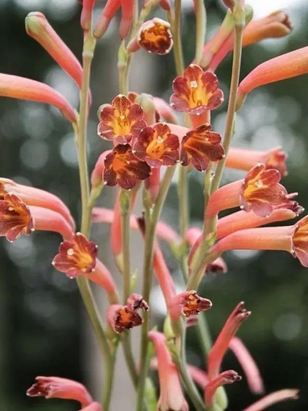 Bundrant's Agave