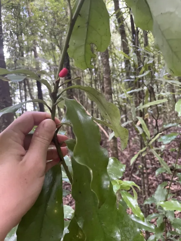 Alseuosmia macrophylla