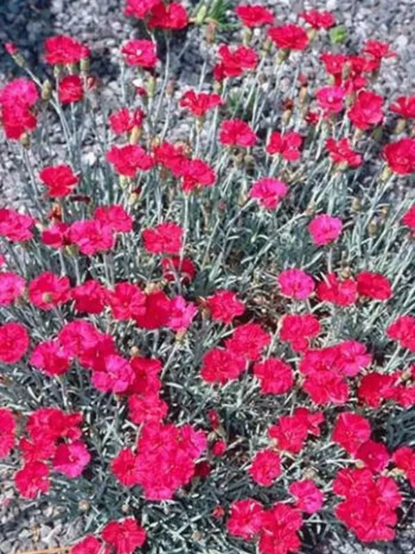 Allwood's pink