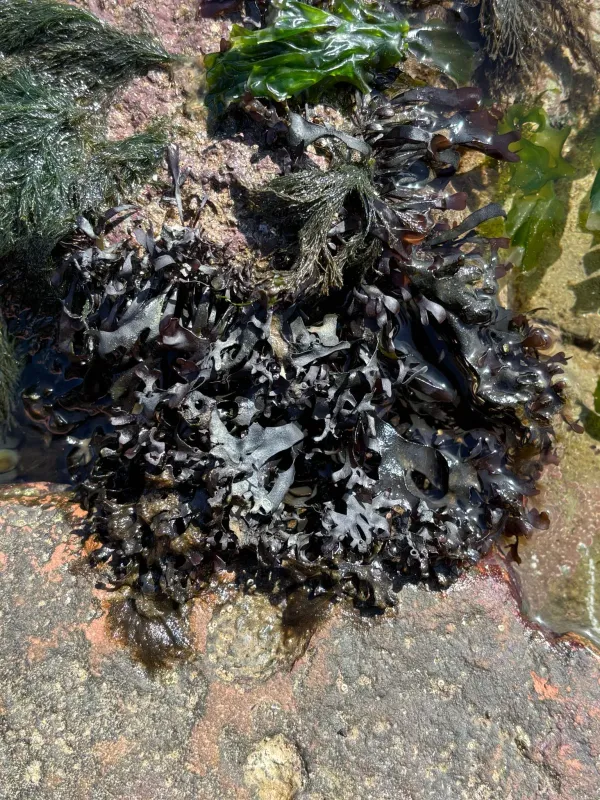 Irish moss