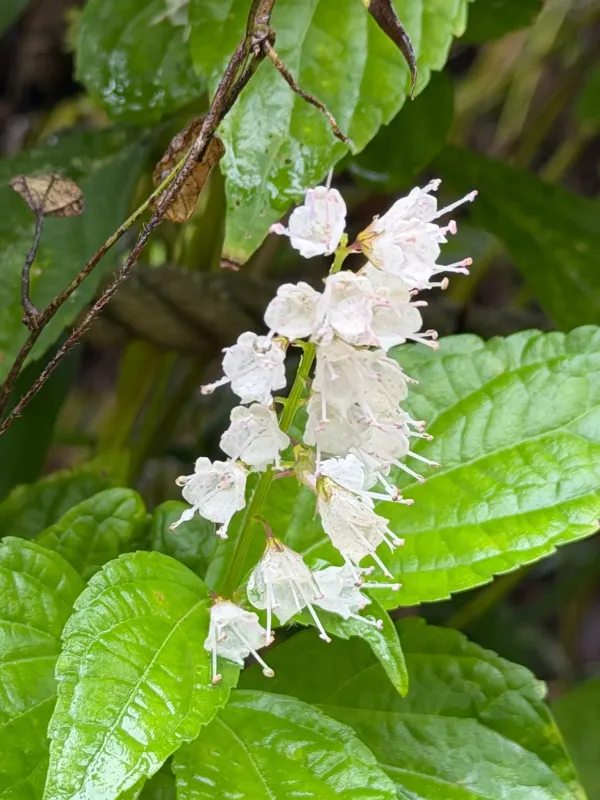 Keiskea japonica