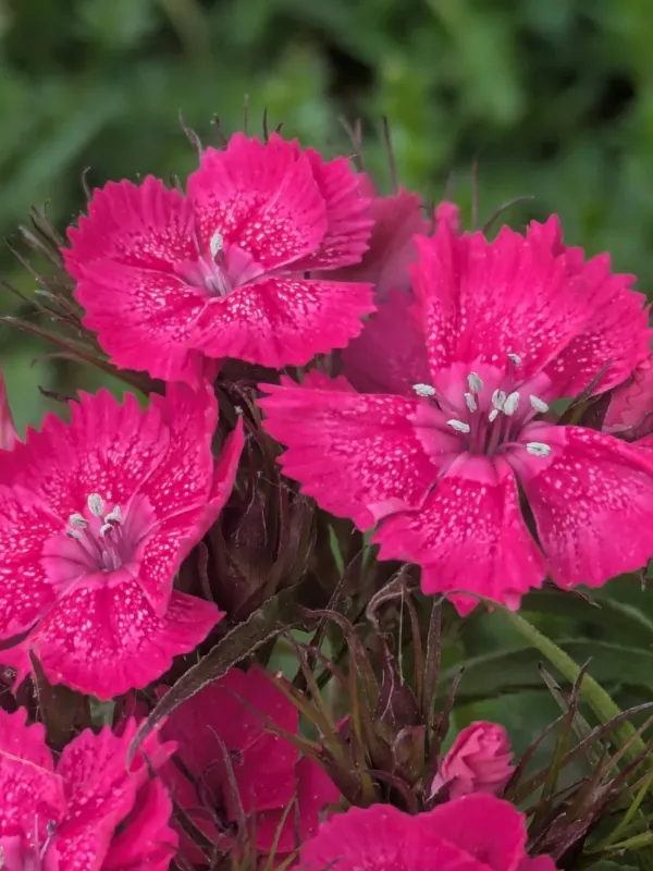 Sweet William (hybrid)
