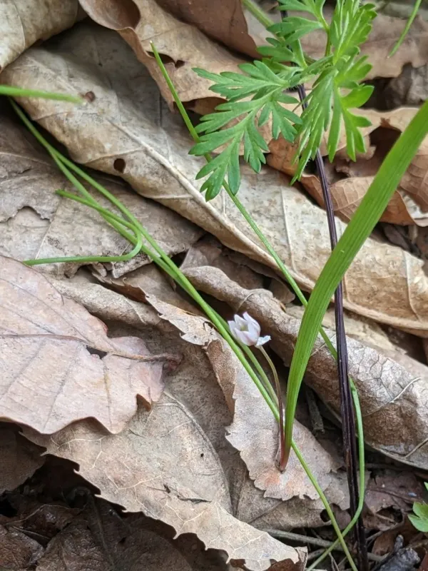 One-flowered onion