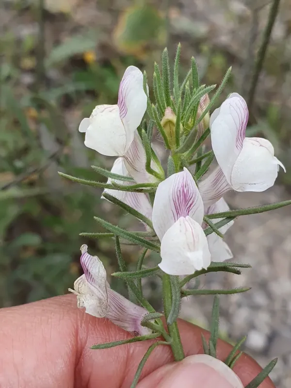 Misopates calycinum