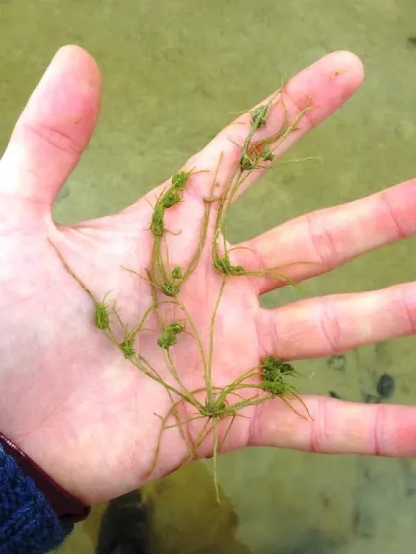 Tolypella intricata