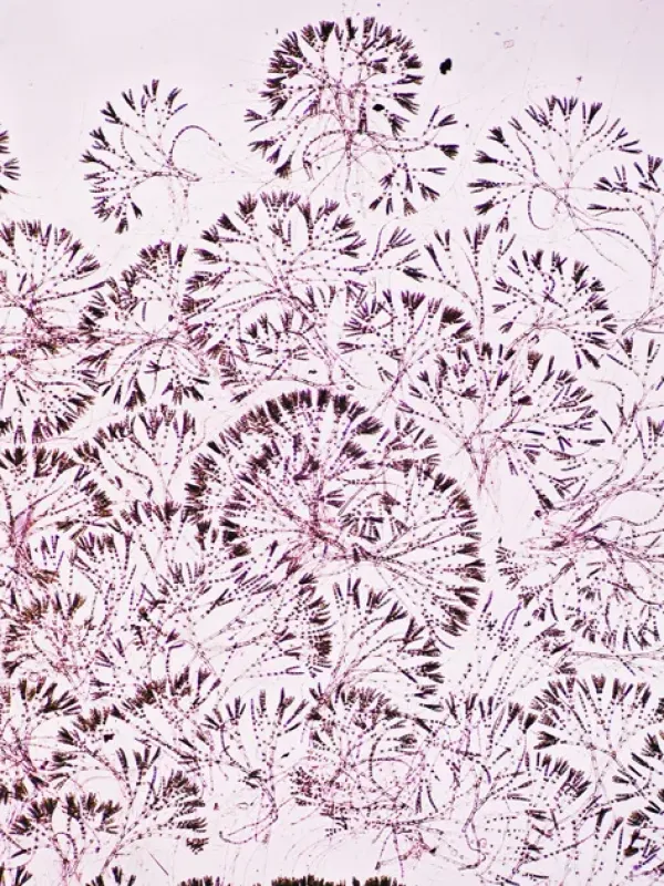 Chaetophora elegans