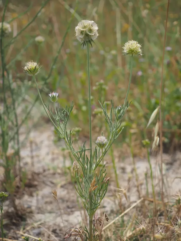 Lomelosia simplex