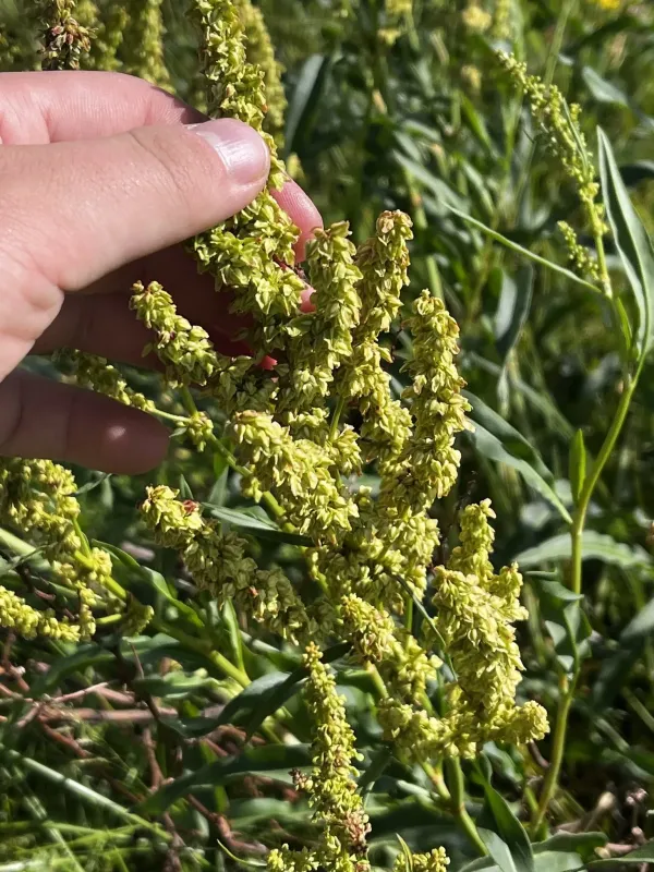 Щавель мексиканський