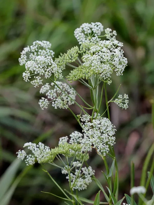 Pterygopleurum neurophyllum