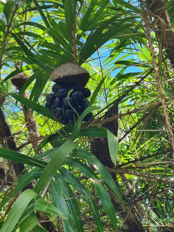 Bactris guineensis