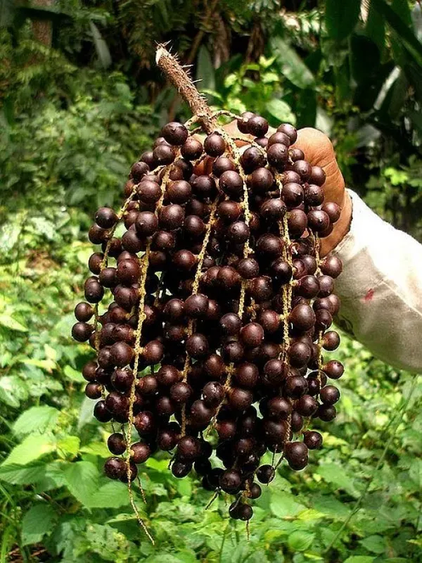 Bactris brongniartii