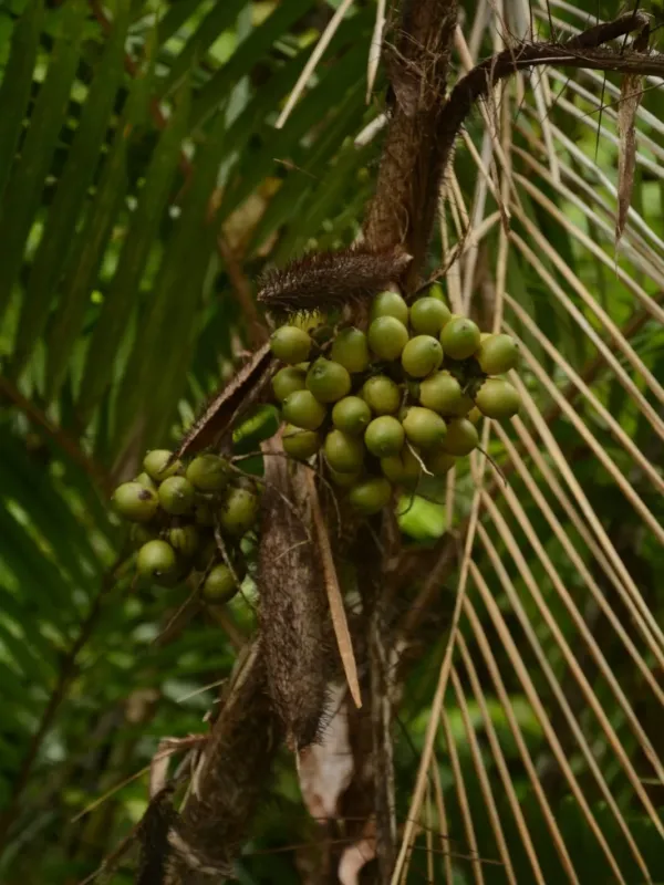 Bactris major