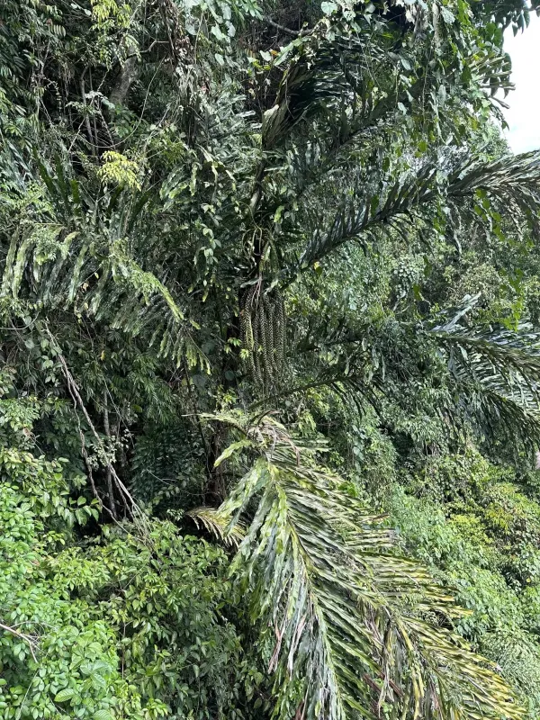 Arenga undulatifolia