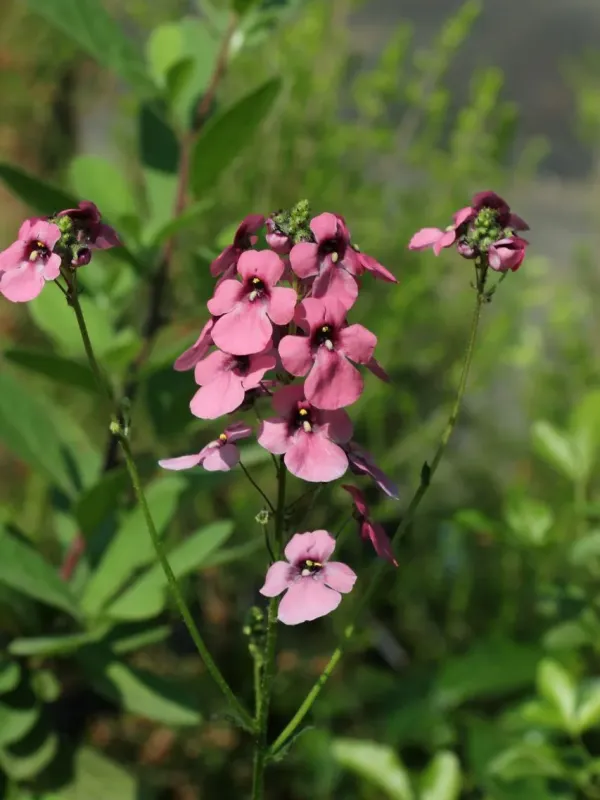 Diascia personata