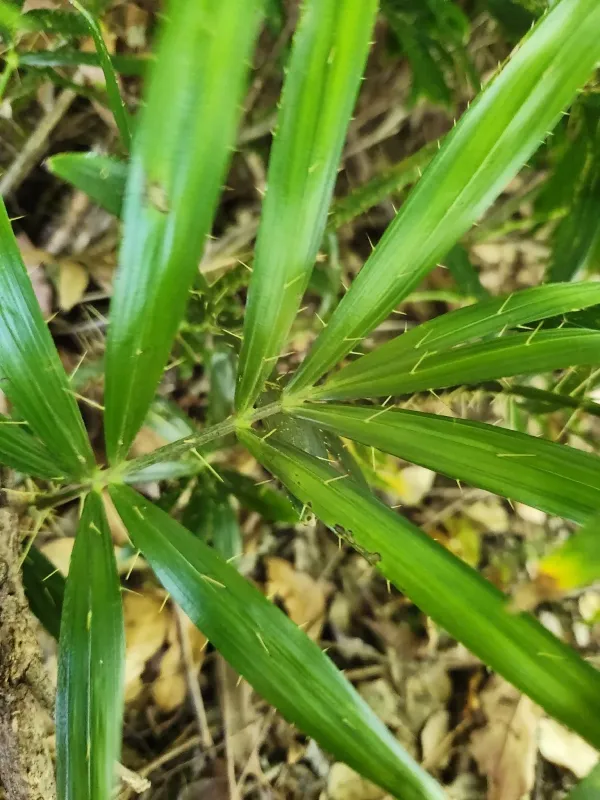 Calamus muelleri