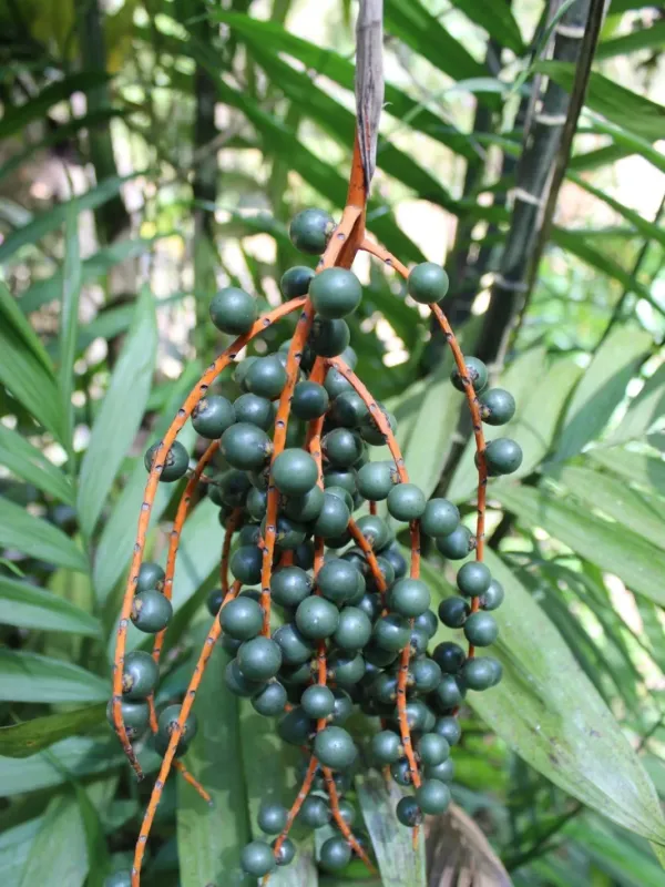 Chamaedorea costaricana