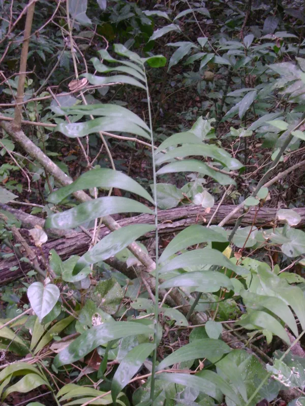 Chamaedorea klotzschiana