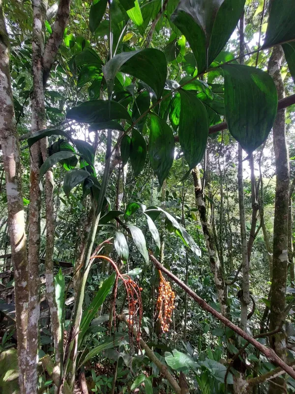 Chamaedorea pinnatifrons