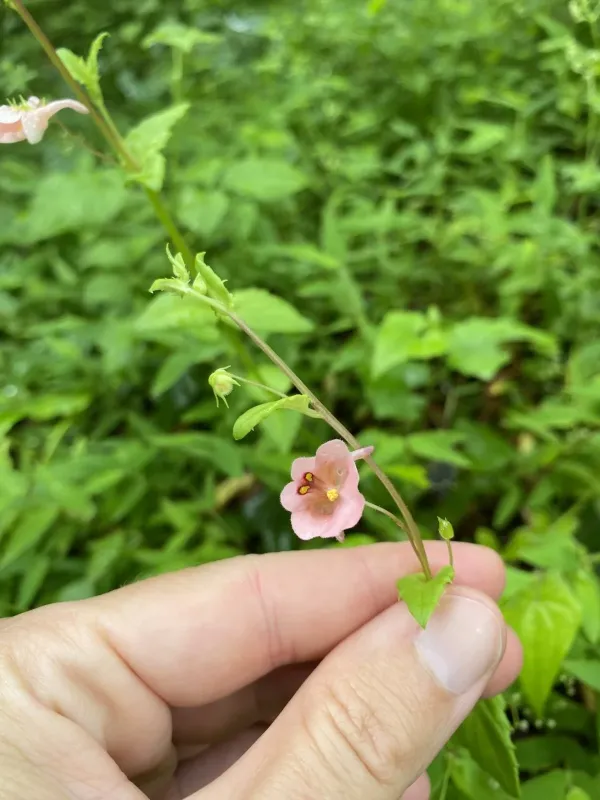Diascia vigilis
