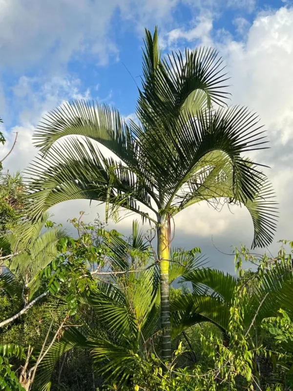 Cabada palm