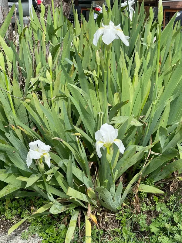 Iris albicans