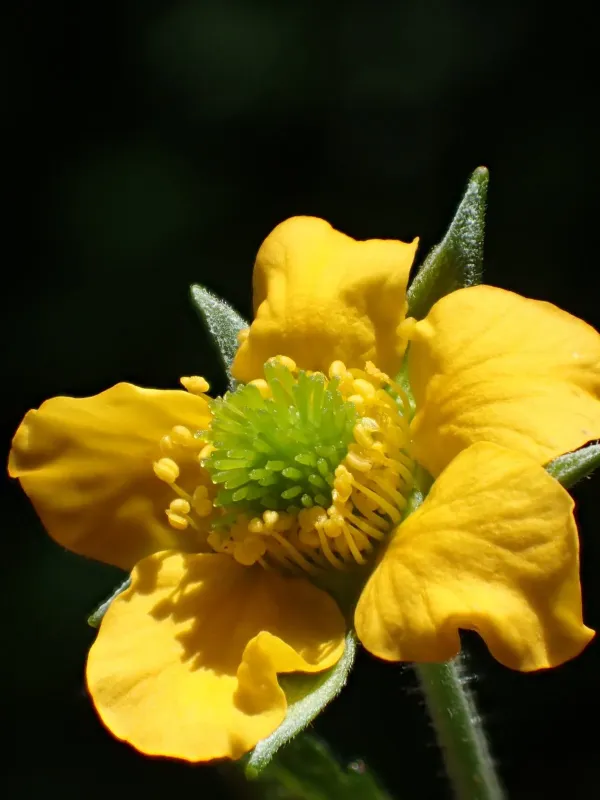 Japanese avens