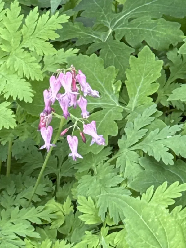 Dicentra eximia x Dicentra peregrina