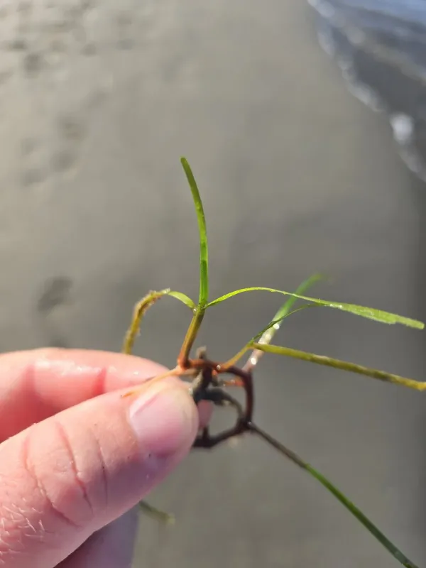 Cymodocea nodosa