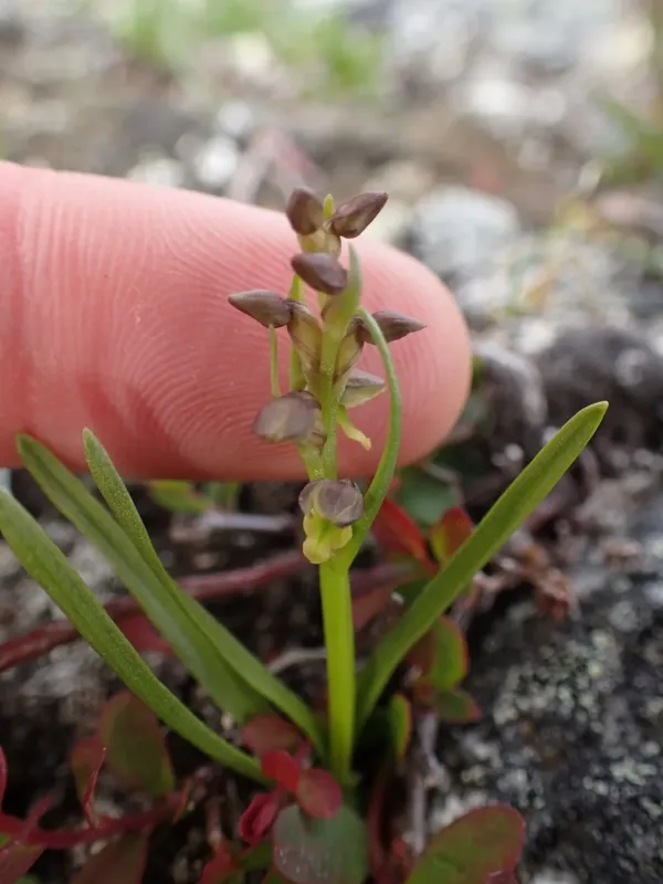 Chamorchis alpina