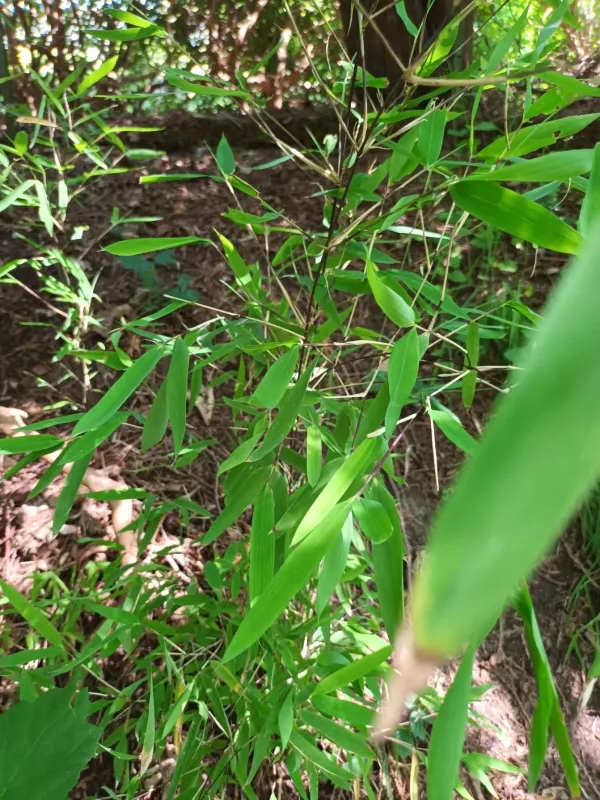 Fargesia spathacea