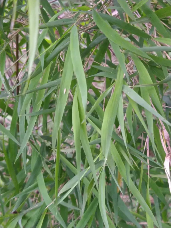 Otatea acuminata