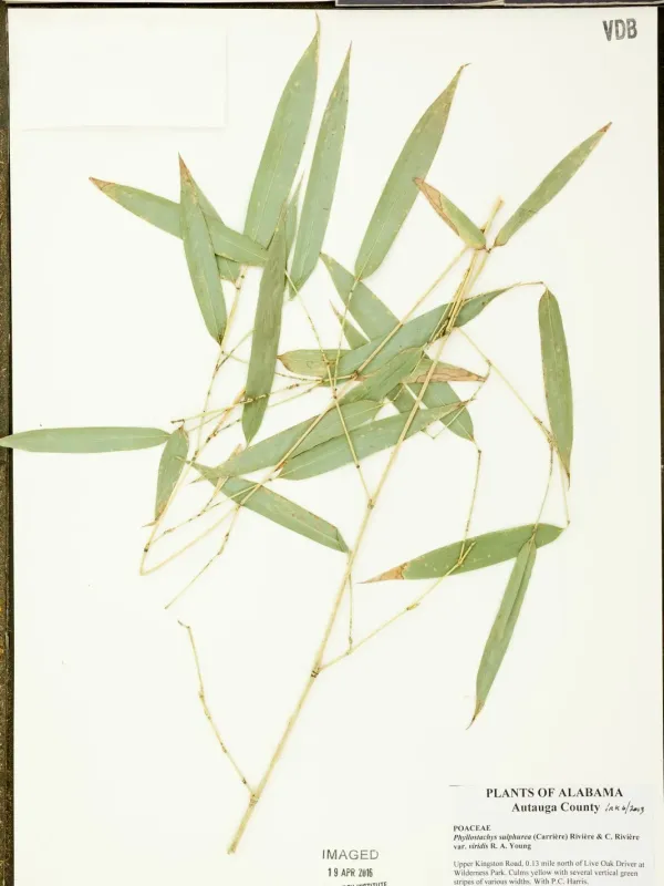 Sulfur bamboo