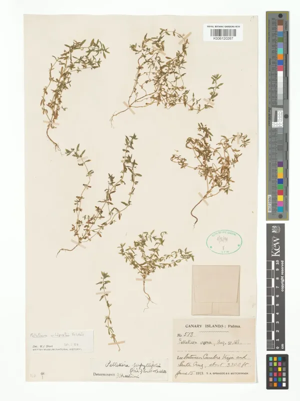 Lysimachia wildpretii