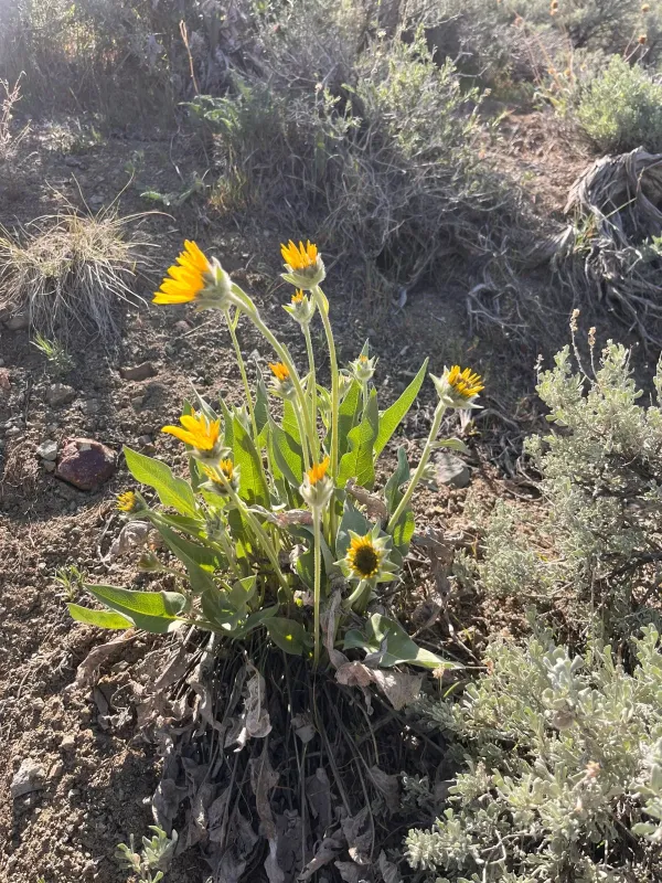 Balsamorhiza sagittata