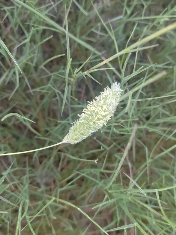 Rostraria litorea