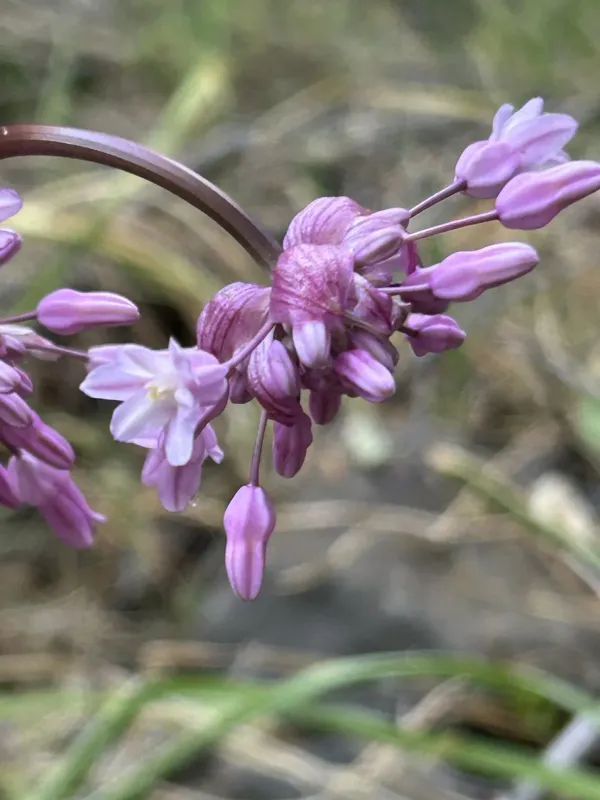 Dichelostemma venustum