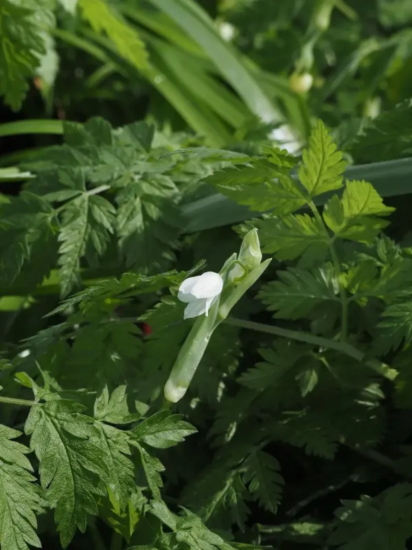 Few-flowered garlic