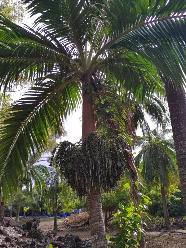 Princess palm