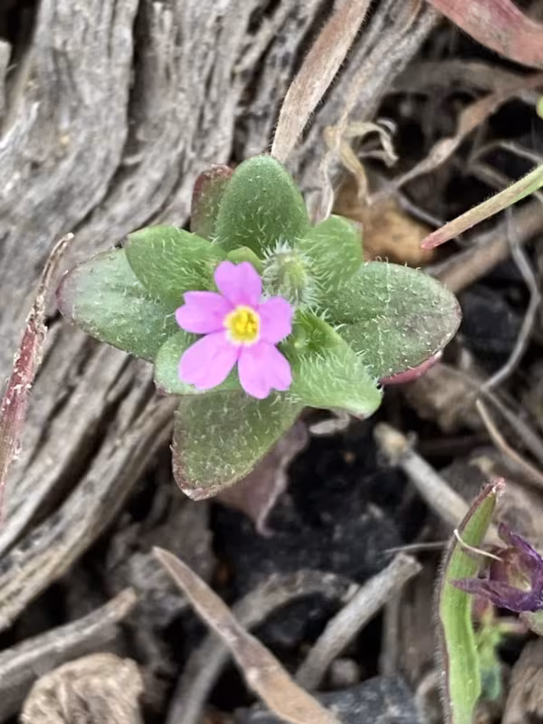 Microsteris gracilis
