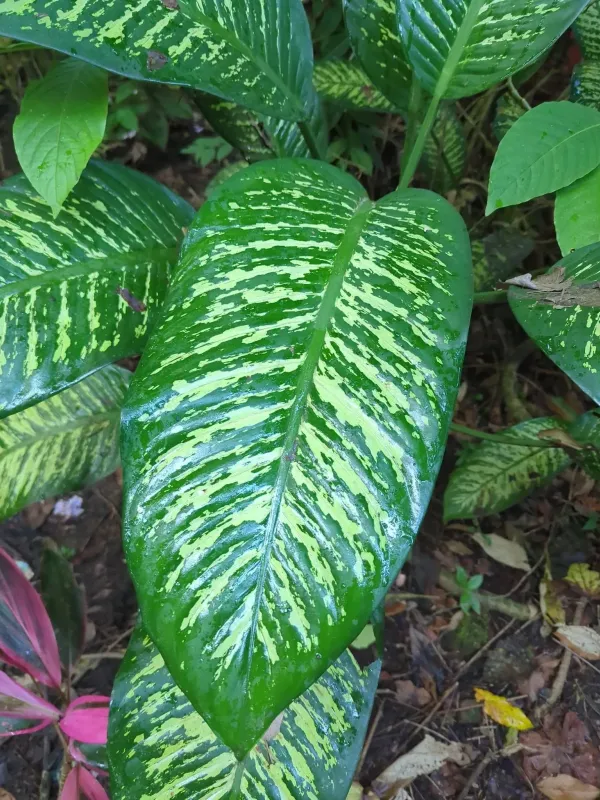 Dieffenbachia seguine